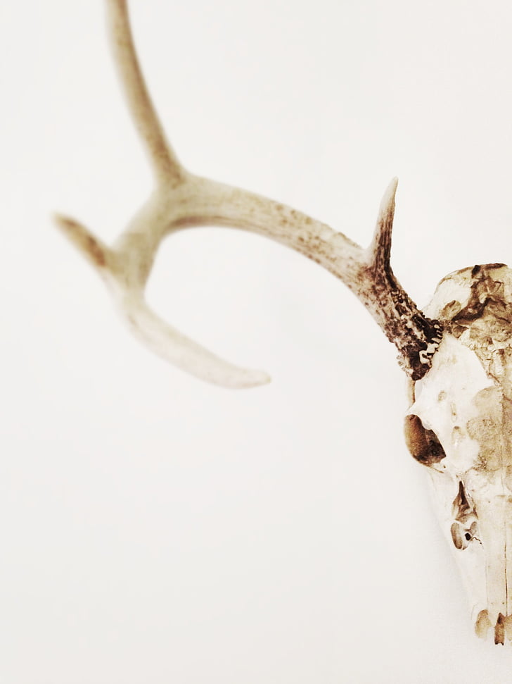 closeup, photo, white, brown, deer, mount, skull