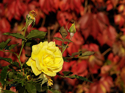 yellow rose, rose, yellow, flower, green leaves, leaves, red