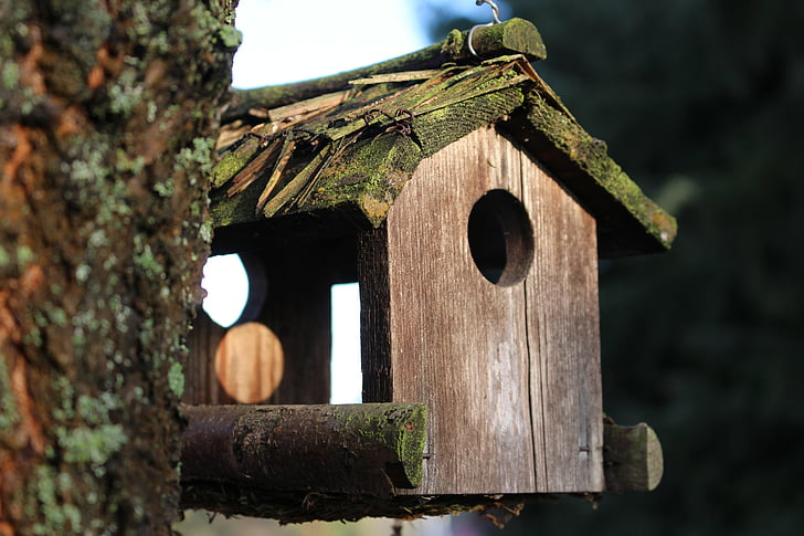 Aviary, cây, gỗ, Wildfowl, nguồn cấp dữ liệu, mùa đông, con chim