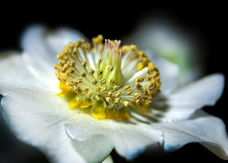 Helleborus, anémone blanda, rose de Noël, Blossom, Bloom, fermer, espèces