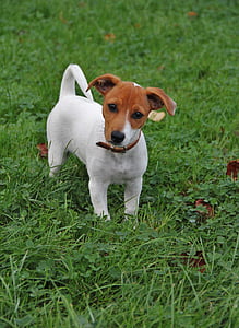 filhote de cachorro Jack russel, filhote de cachorro, muito jovem, cão pequeno, foto animal, bonito, animal de estimação
