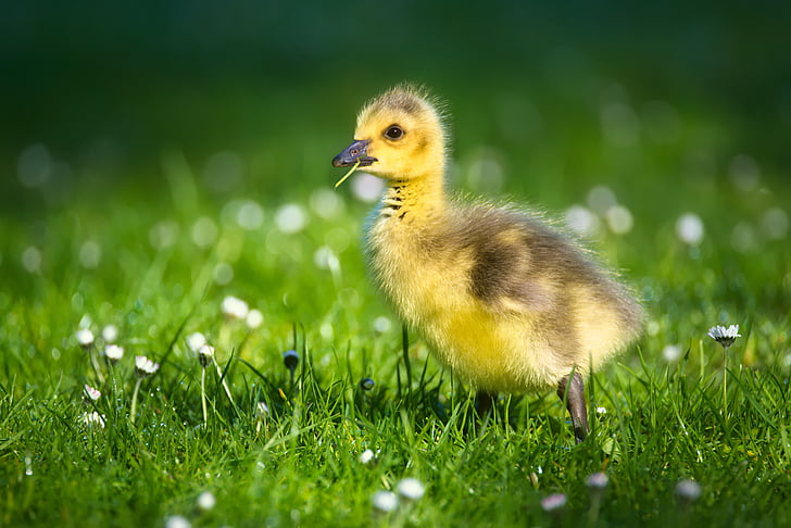 goslings, chicks, bird, goose, nature, young bird, schwimmvogel