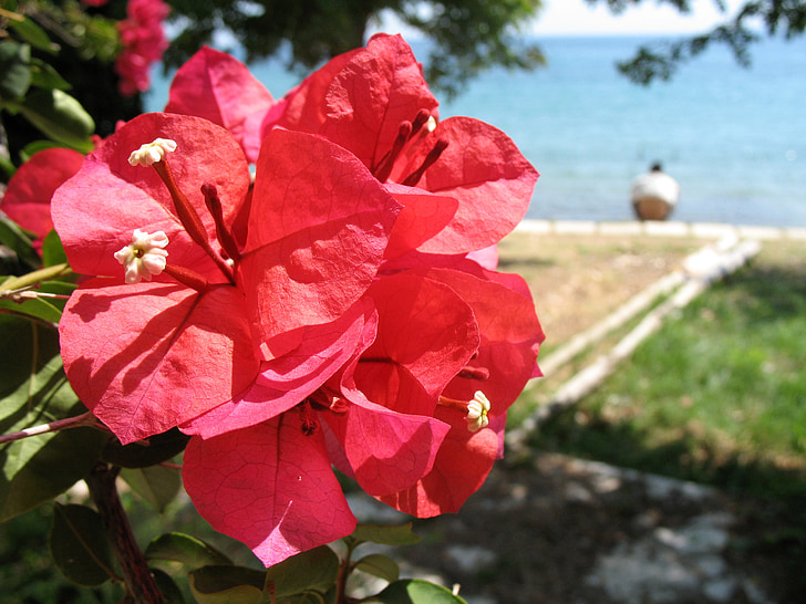 carta, fiore, Bougainvillea, Tropical, natura, pianta, Colore