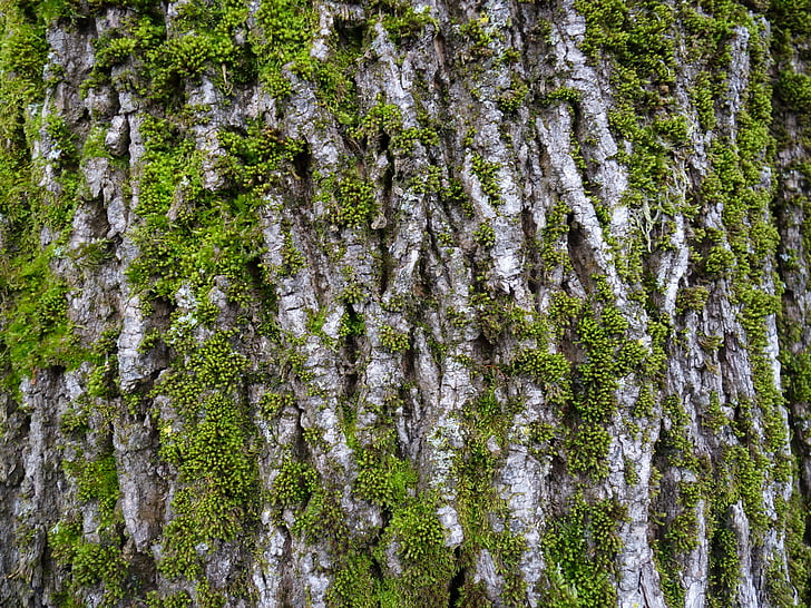 Log, Moss, bark, netto bark, bemoost, natur, plante