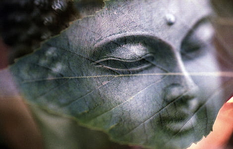 Buda, folha, Tudo é um, religião, budista, meditação, fé
