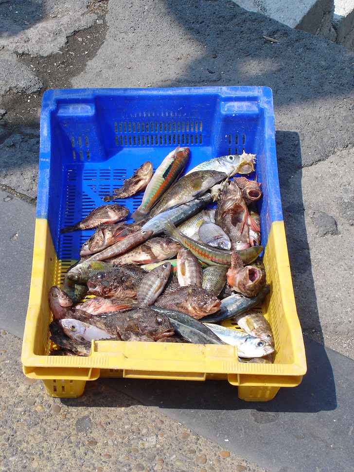 pesca, peix, Portuària, aliments, molls, pesca tradicional, l'aigua