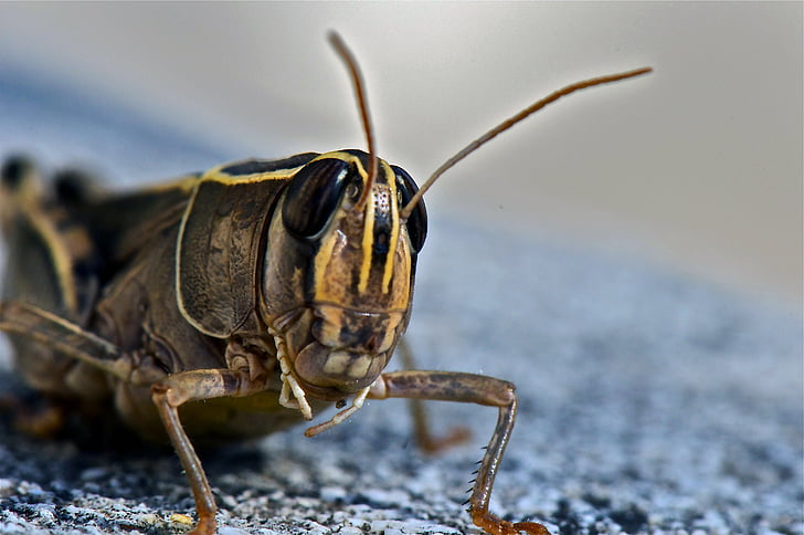 grasshopper, insect, animal, nature, close