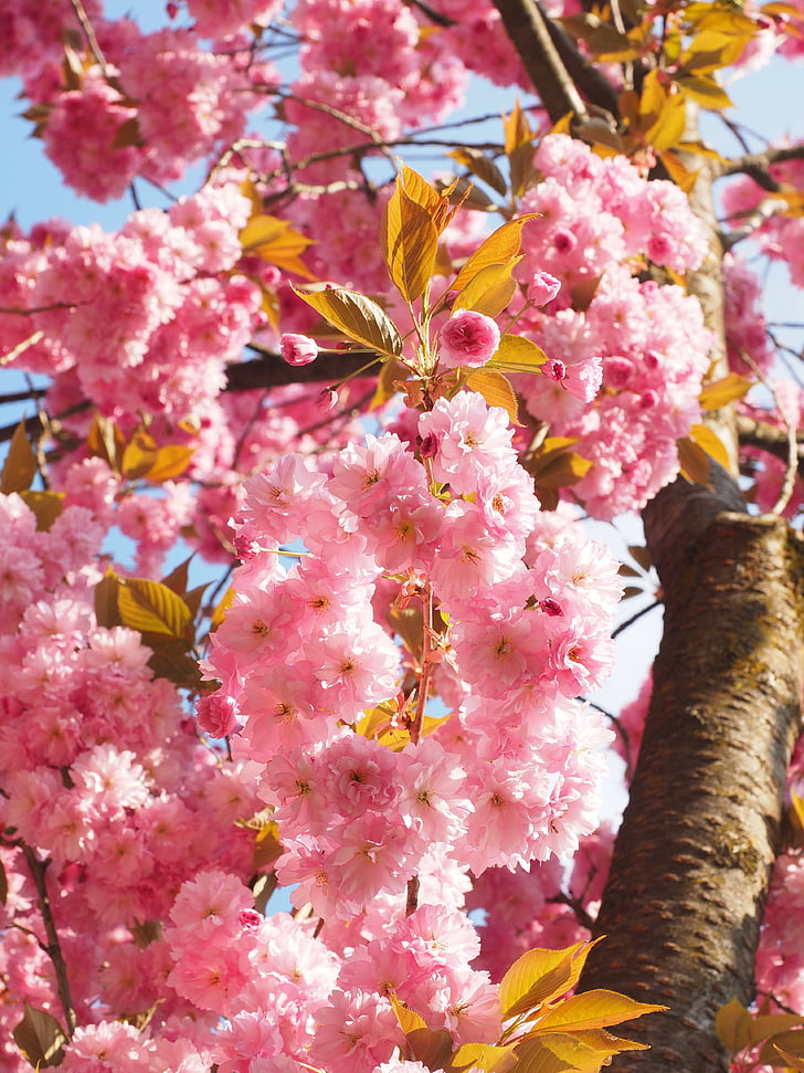 Cherry blossom, japanskt körsbär, lukt, Blossom, Bloom, japanska blommande cherry, prydnadsväxter cherry