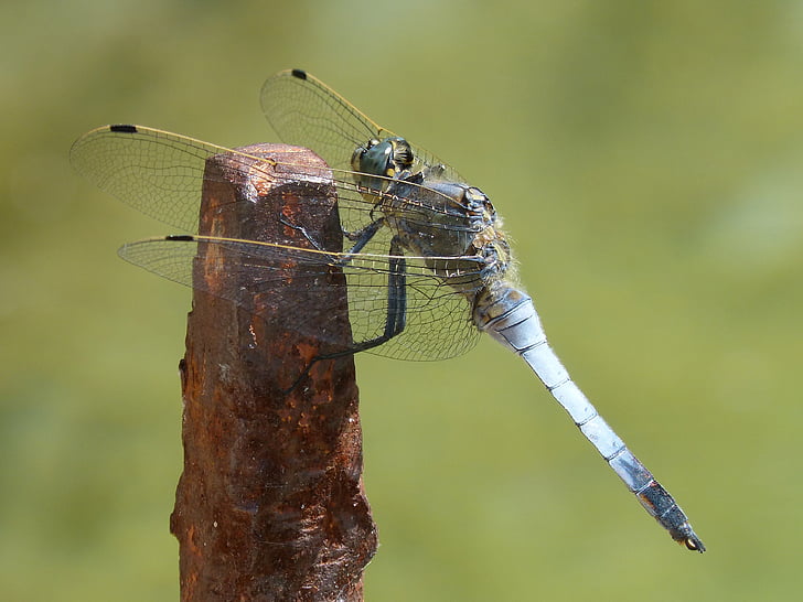 Dragonfly, sinine dragonfly, parv, orthetrum cancellatum, raud, tiibadega putukas