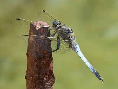 蜻蜓, 蓝蜻蜓, 筏, orthetrum cancellatum, 铁, 有翅膀的昆虫