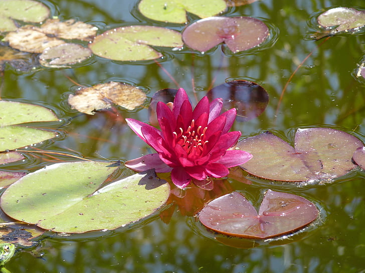 water lily, roze, aquatische