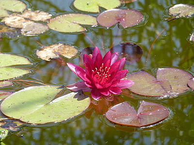 water lily, pink, aquatic