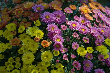 vijolična, rumena, vrt, cvetje, jeseni