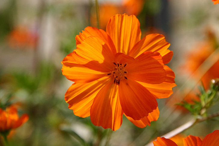 Blume, Orange, glücklich, hell, Natur, Frühling, Floral
