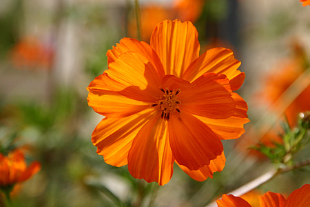 bloem, Oranje, Gelukkig, helder, natuur, lente, Floral