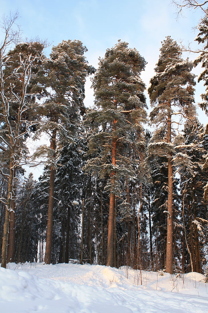 взимку, Фінляндія, сніг, лід
