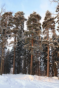 hiver, Finlande, neige, glace