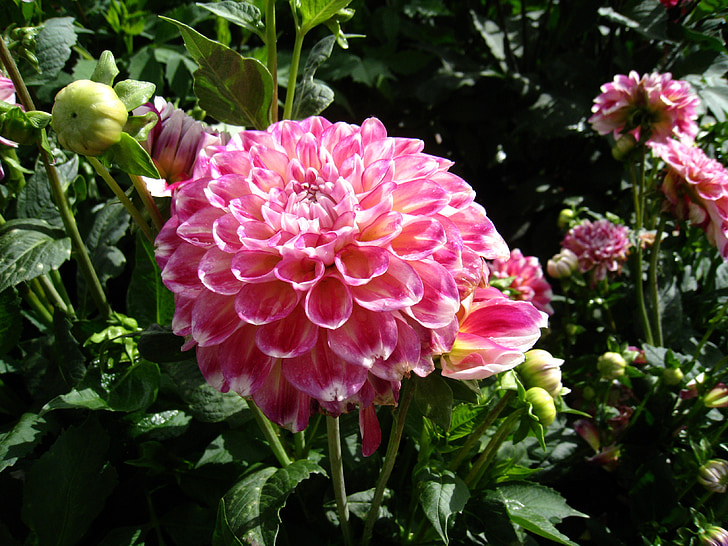 Dahlia, zomer, Tuin, Kleur, groen, roze