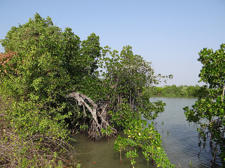 Mangrove, vegetation, mynning, Backwaters, tidvatten inträngande, bräckt vatten, aghanashini