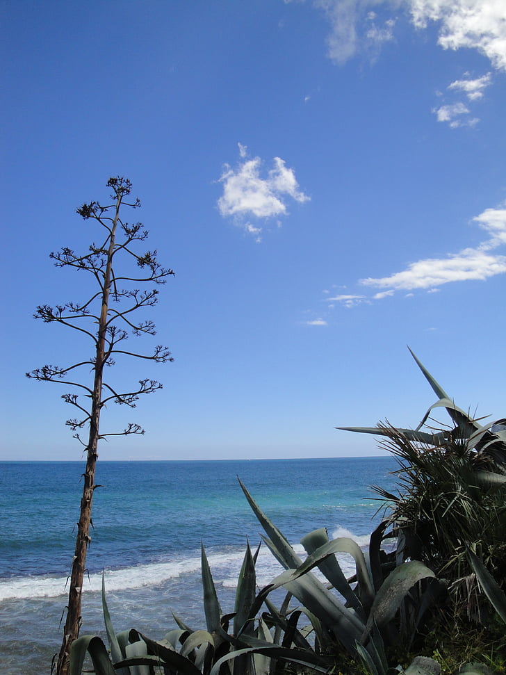 agave, Middellandse Zee, Spanje, landschap, weergave, natuur