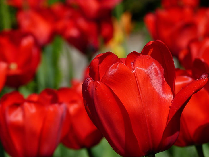 rood, bloemen, Tulpen, bloem, natuur, lente, Petal