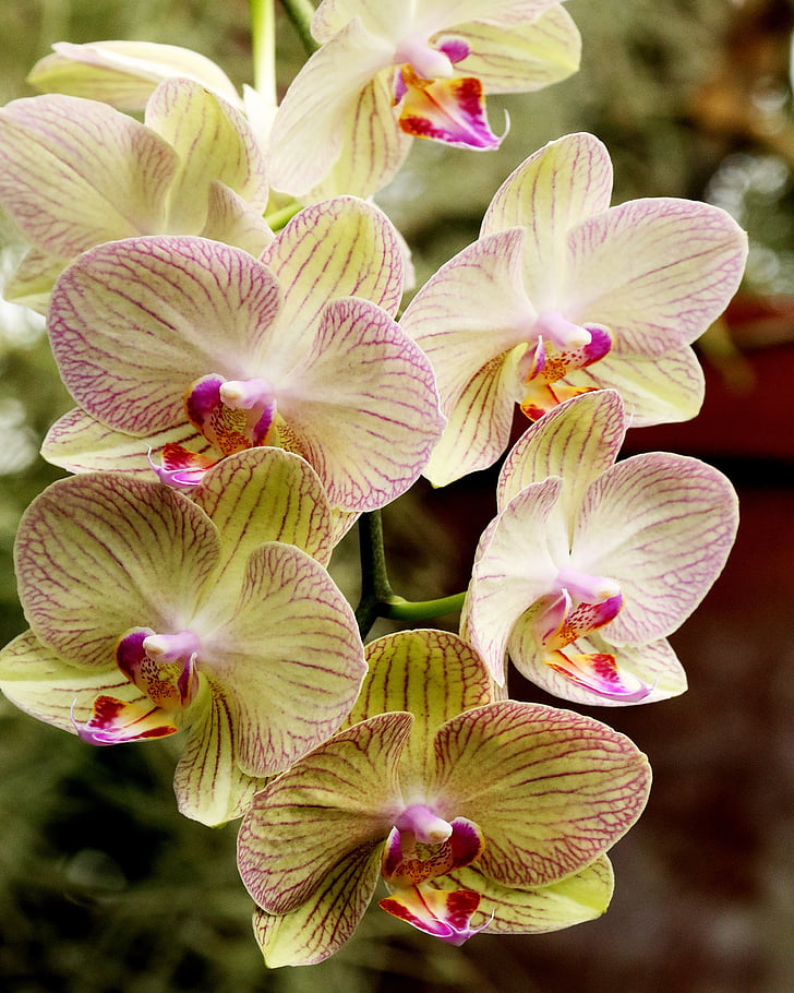 Orchid, valge, lill, loodus, kroonleht, taim, õis
