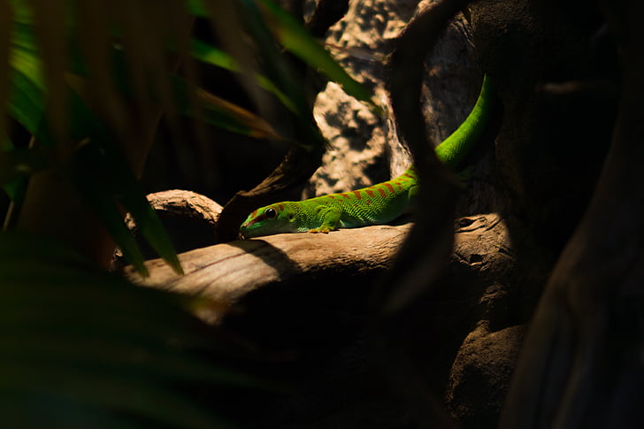 verde, marrón, Gecko, corte, madera, animal, bosque