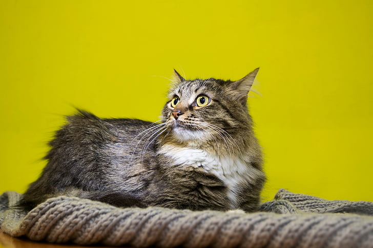 PET, kass, kohev kass, kollaste silmadega kass