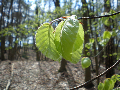 beech, leaf, green, zartgruen, spring, back light, forest