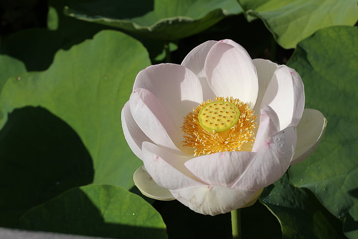 Lotus, květ, abhišék lotosovými, Příroda, Krása, květiny, Lotosový květ