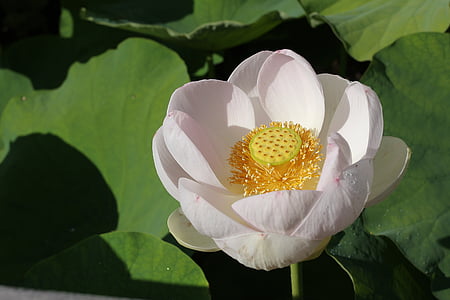 Lotus, fleur, courts, nature, beauté, fleurs, fleur de Lotus
