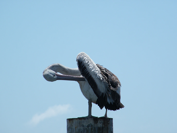 Pelican, lintu, meren elämää, Wildlife, Seabird, Pelecanus