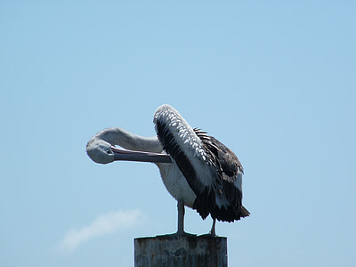 Pelican, lintu, meren elämää, Wildlife, Seabird, Pelecanus