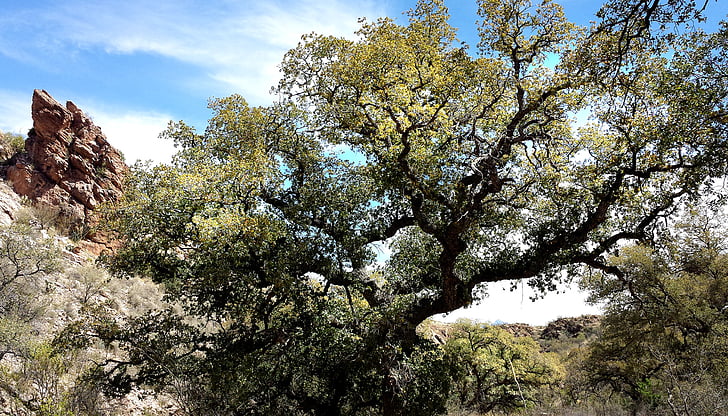 branches, landscape, nature, outdoors, trees, tree, forest