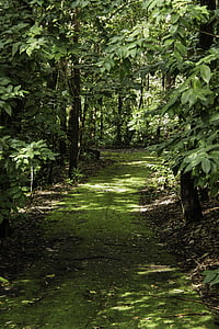 cesta, strom, Les, krajina, listoví, malebný, stezka