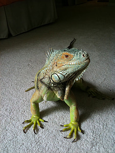Iguana, reptil, ödla, grön, blå, skalor, profil