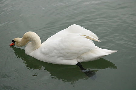 mute swan, swan, lake, bird, water bird, white, plumage