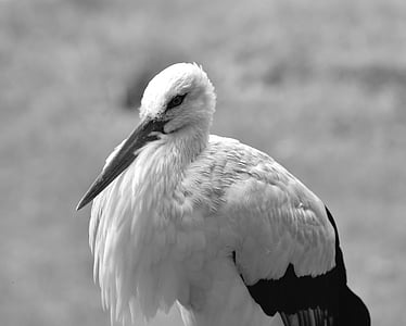 stork, bird, plumage, animal, rattle stork, meadow, nature