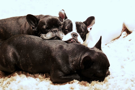 puppies, dog, pet, animals, black and white, dogs, bulldog