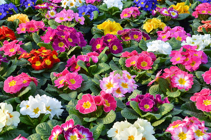 primroses, άνοιξη primroses, λουλούδια, φυτό, πολύχρωμο, φύση, Κήπος