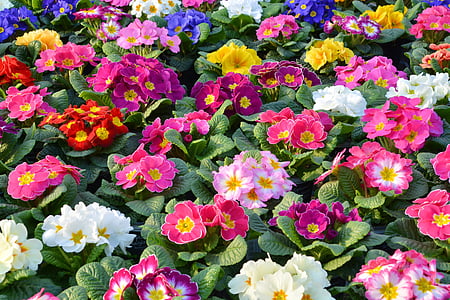 primroses, mùa xuân primroses, Hoa, thực vật, đầy màu sắc, Thiên nhiên, Sân vườn