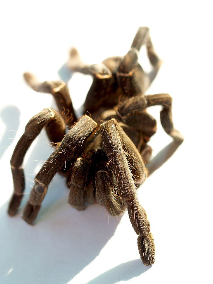 edderkop, Tarantula, leddyr, fotografering, behårede, mexicansk redknee tarantula, brun