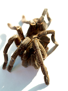 Spider, Tarantula, ARTHROPODA, fotografovanie, chlpatý, Mexická redknee tarantula, hnedá