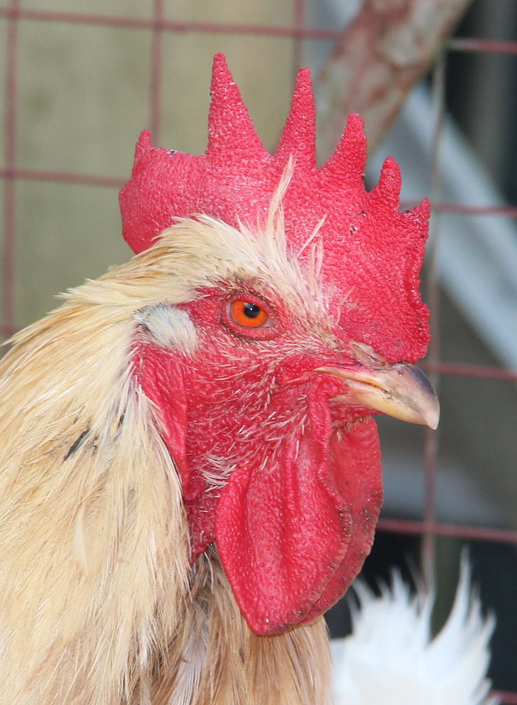 welsumer, hahn, gill, breed poultry, comb
