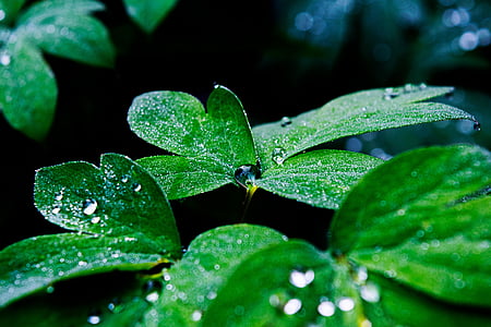 vode, kapljica vode, tropskih, listov, dež