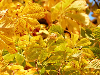 daun musim gugur, emas, sinar, cahaya, kuning, hijau kuning, warna musim gugur