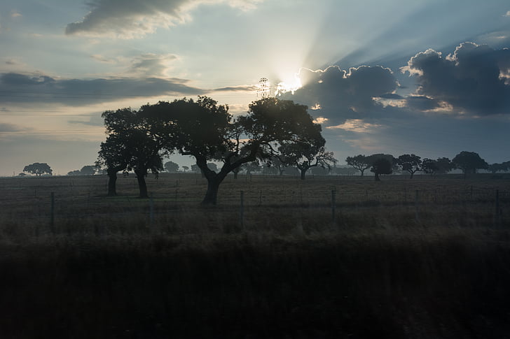 landscape, morning sun, tree, nature, sunset, outdoors