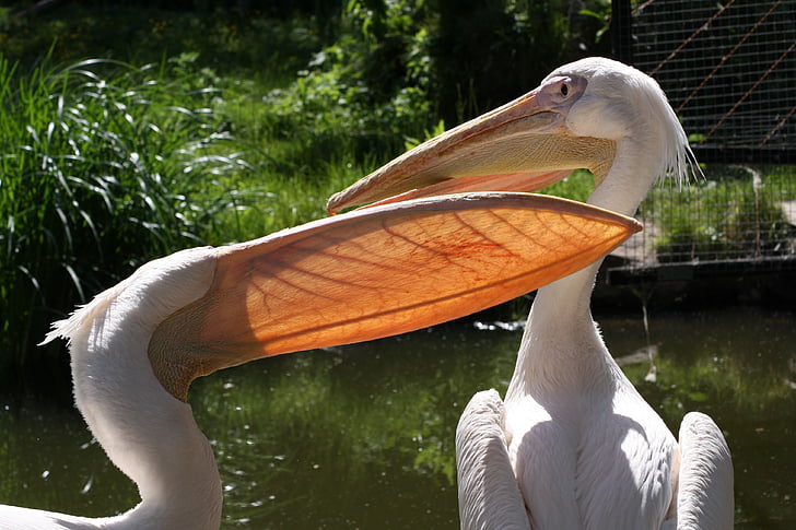 пеликани, Зоологическа градина, животните, животински свят, дива природа фотография, птица, Пеликан