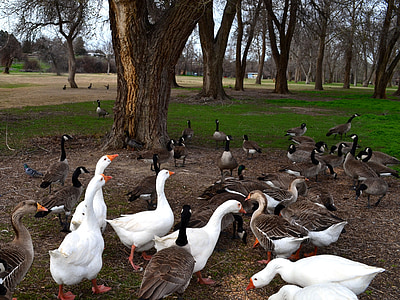 geese, park, bird, wild, goose, outdoor, duck
