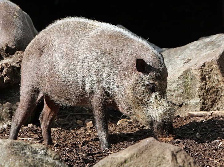 cochon, cochon barbu, animal, sauvage, faune, nature, photo